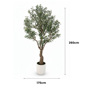 Medium Olive Tree