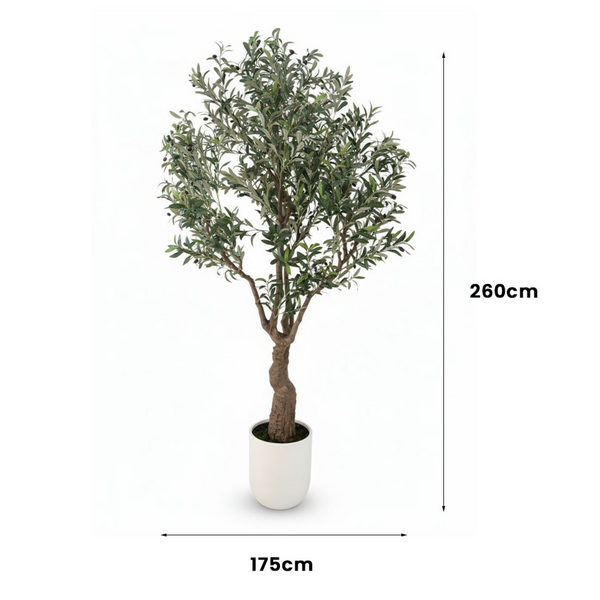 Medium Olive Tree