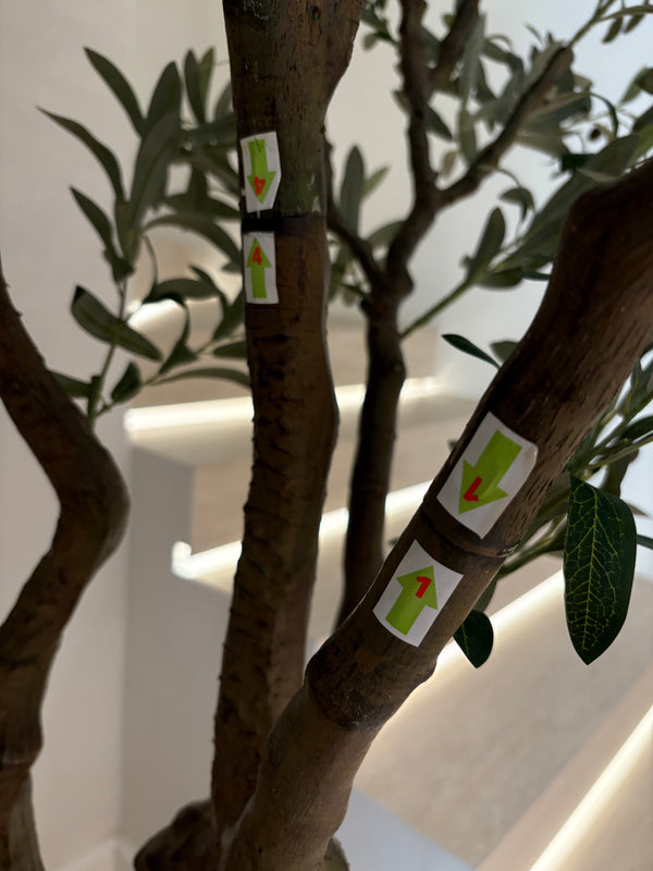 Medium Olive Tree