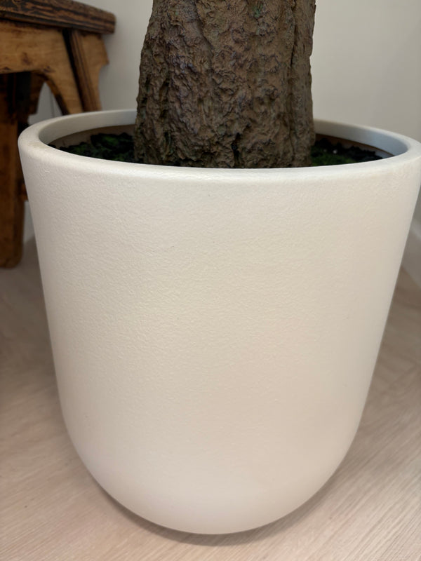 Medium Olive Tree