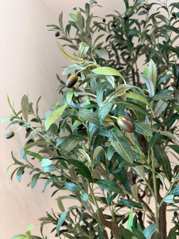 Medium Olive Tree