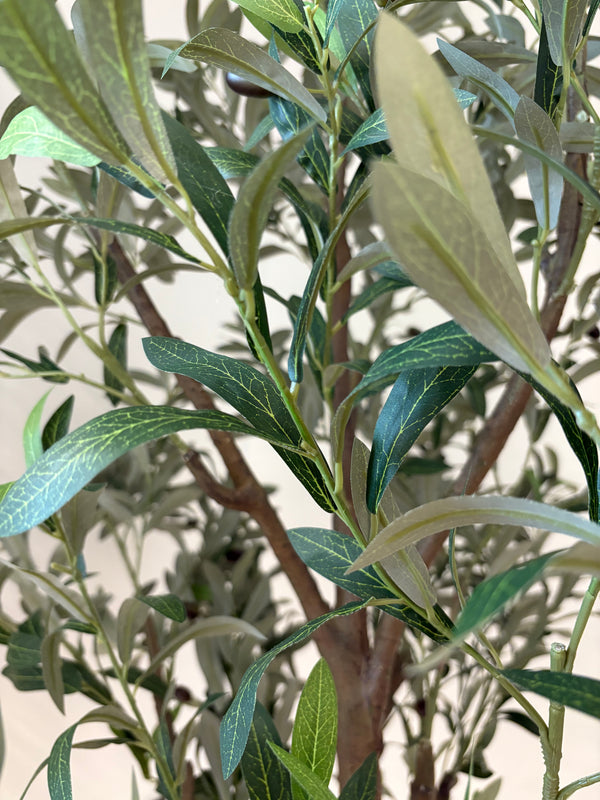 Medium Olive Tree