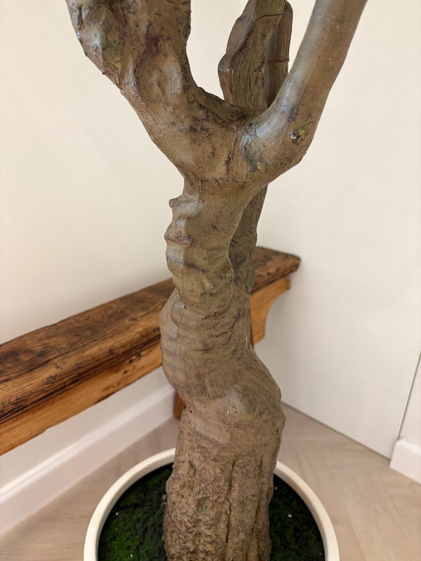 Medium Olive Tree