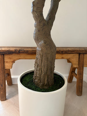 Medium Olive Tree