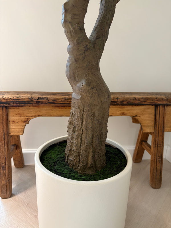 Medium Olive Tree