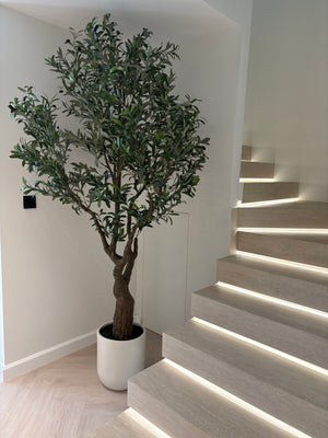 Medium Olive Tree
